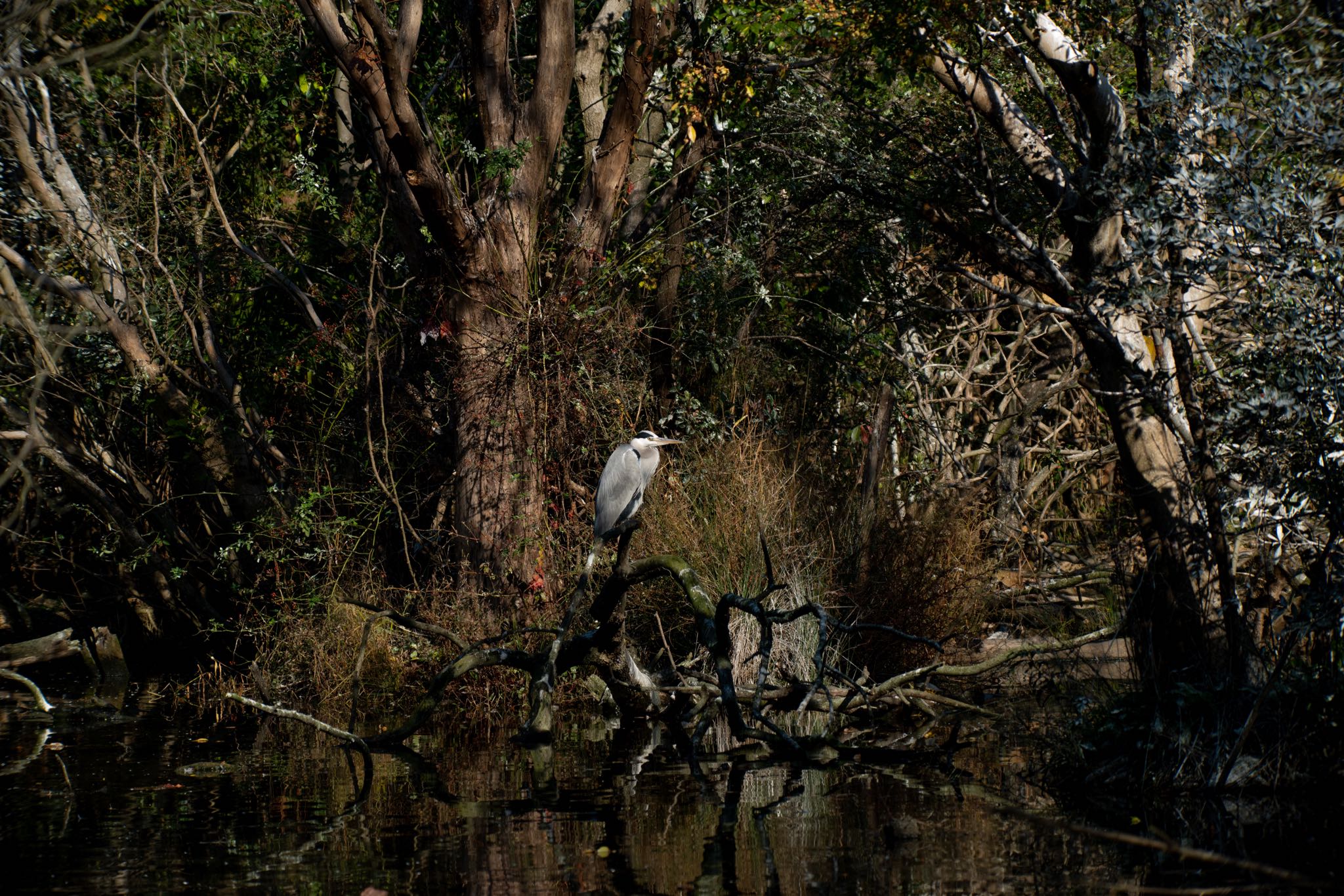 水元公園 アオサギの写真 by Marco Birds