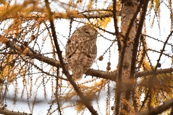 Ural Owl(japonica) Asahiyama Memorial Park Sun, 11/15/2020