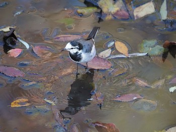 White Wagtail Aobayama Park Sun, 11/15/2020