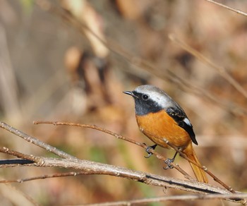 Daurian Redstart Aobayama Park Sun, 11/15/2020