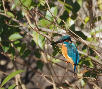 Common Kingfisher Aobayama Park Sun, 11/15/2020