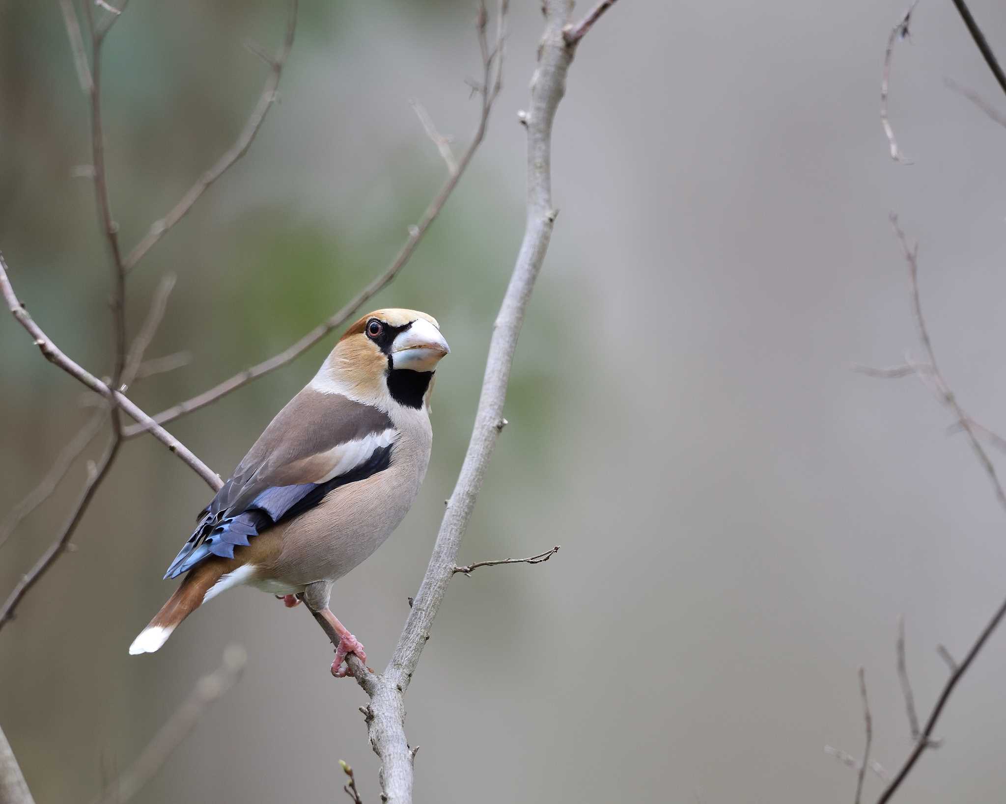 Photo of Hawfinch at 秋ヶ瀬公園(ピクニックの森)