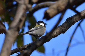 Japanese Tit 金井公園 Sun, 11/15/2020