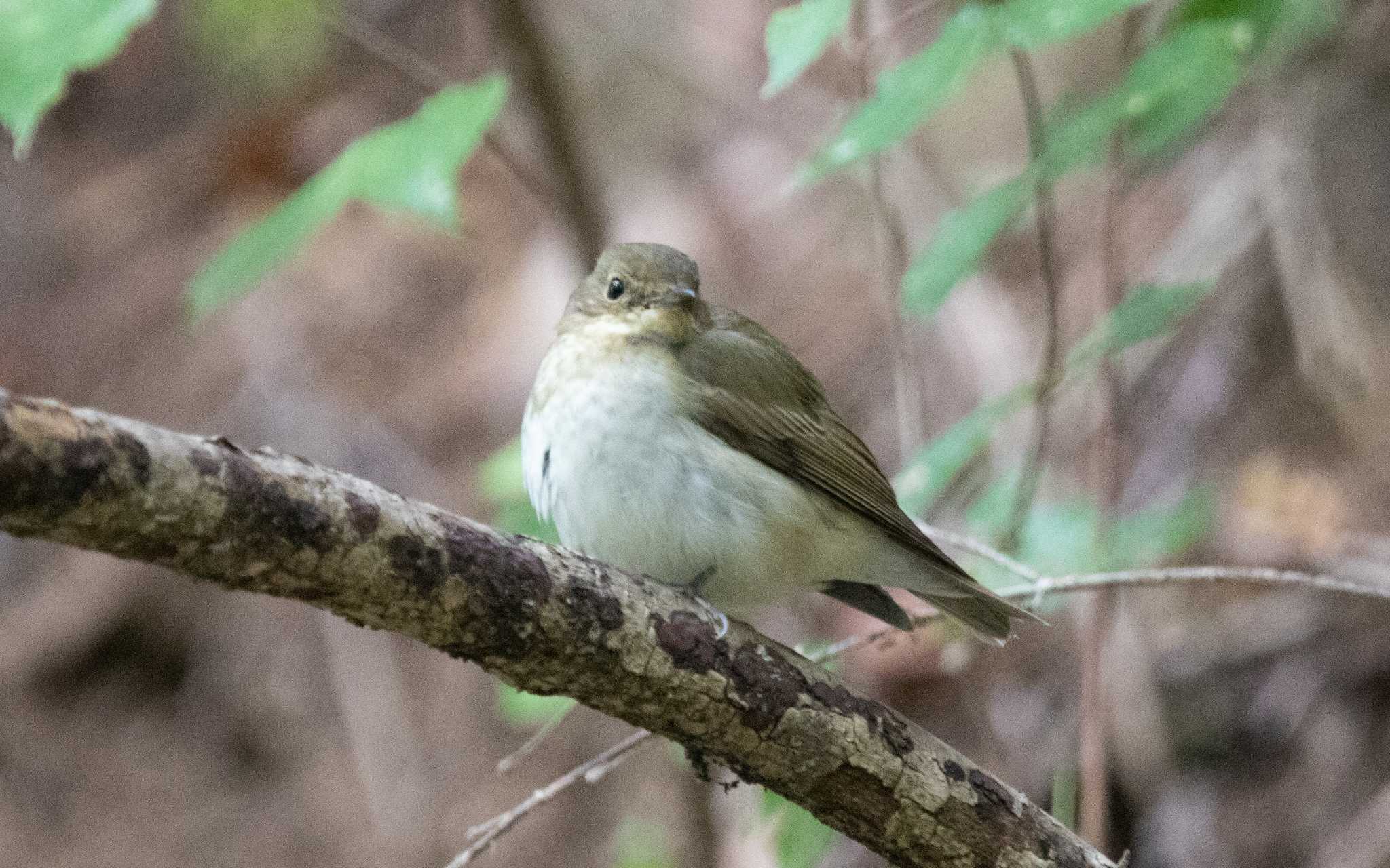 神奈川県 キビタキの写真 by 西表山猫