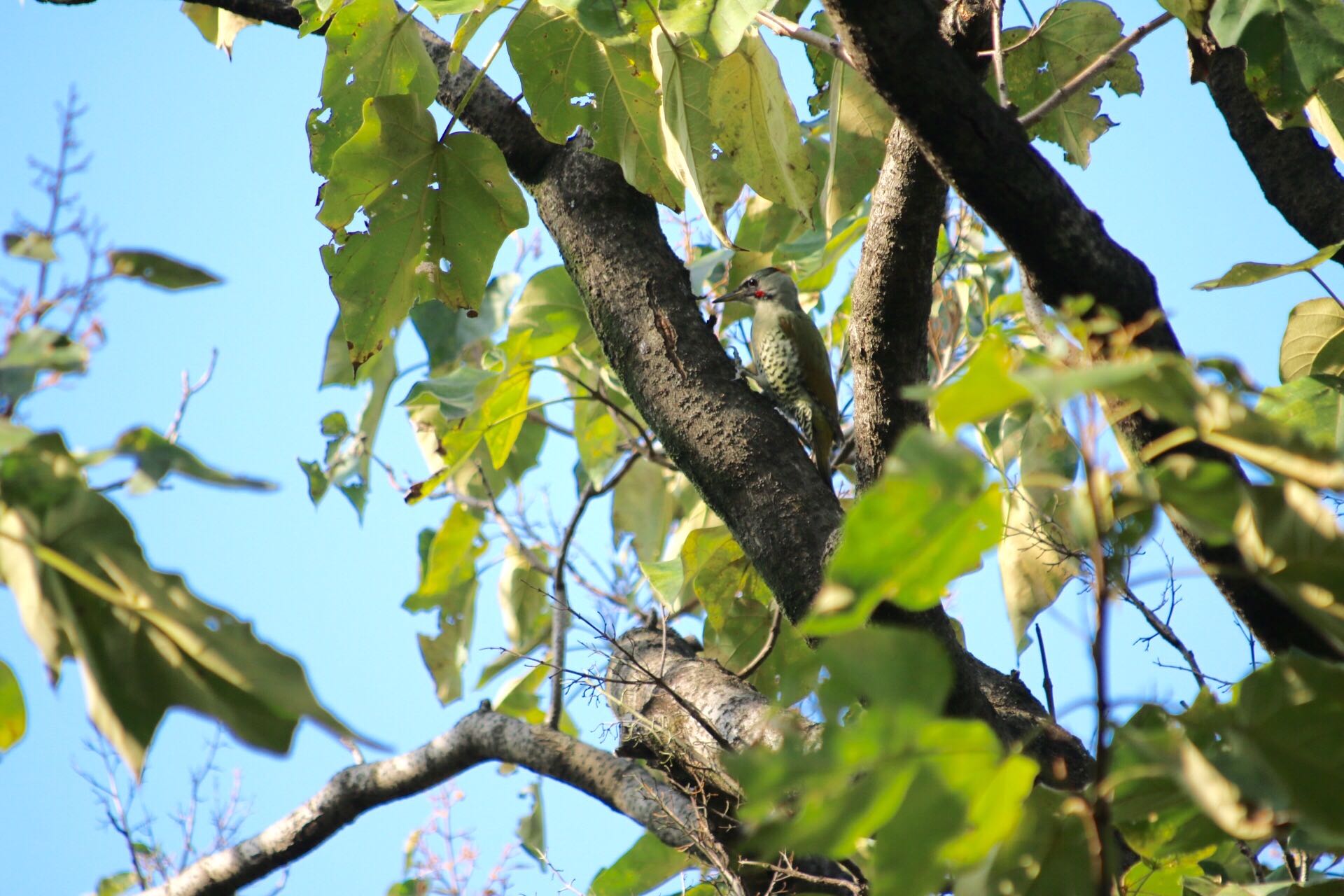 Photo of Japanese Green Woodpecker at 池淵史跡公園
