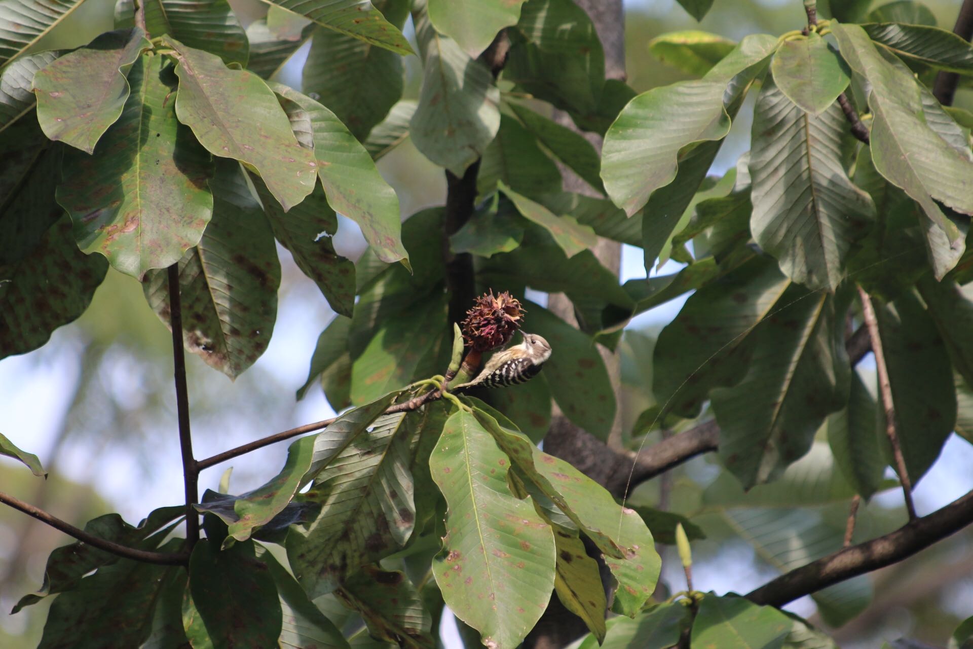 Photo of Japanese Pygmy Woodpecker at 池淵史跡公園