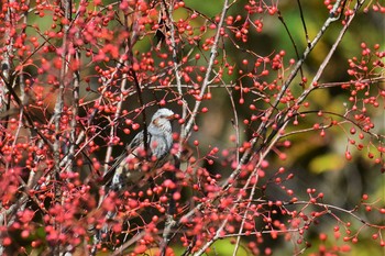 ヒヨドリ 若山ダム(石川県珠洲市) 2020年11月15日(日)