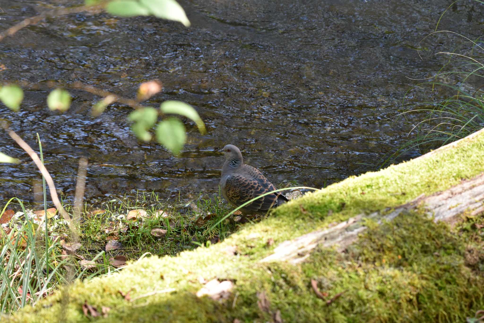 Photo of Oriental Turtle Dove at 