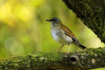 シロハラ 秋ヶ瀬公園 2020年11月15日(日)