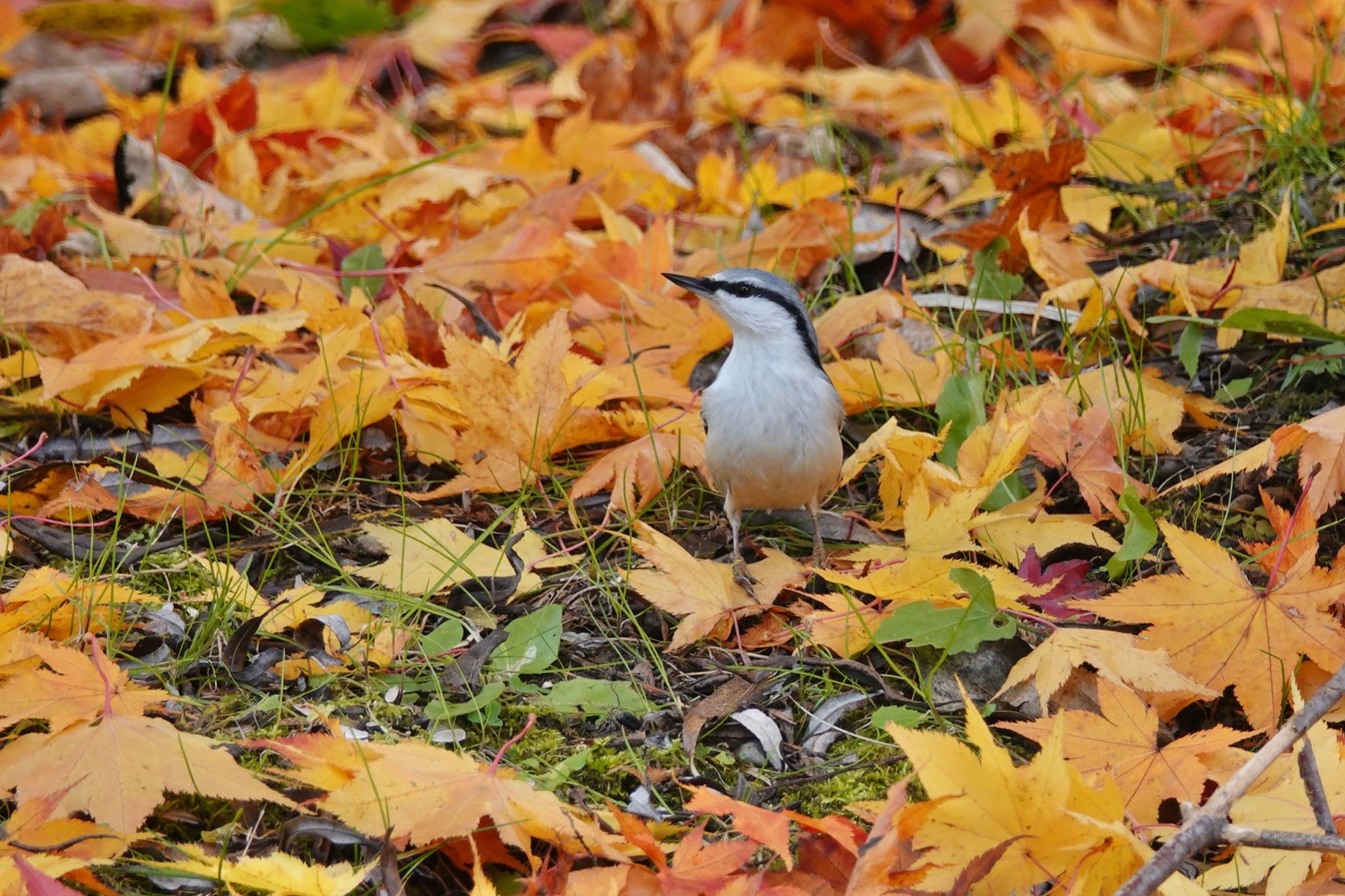 滝川公園 シロハラゴジュウカラの写真 by のどか