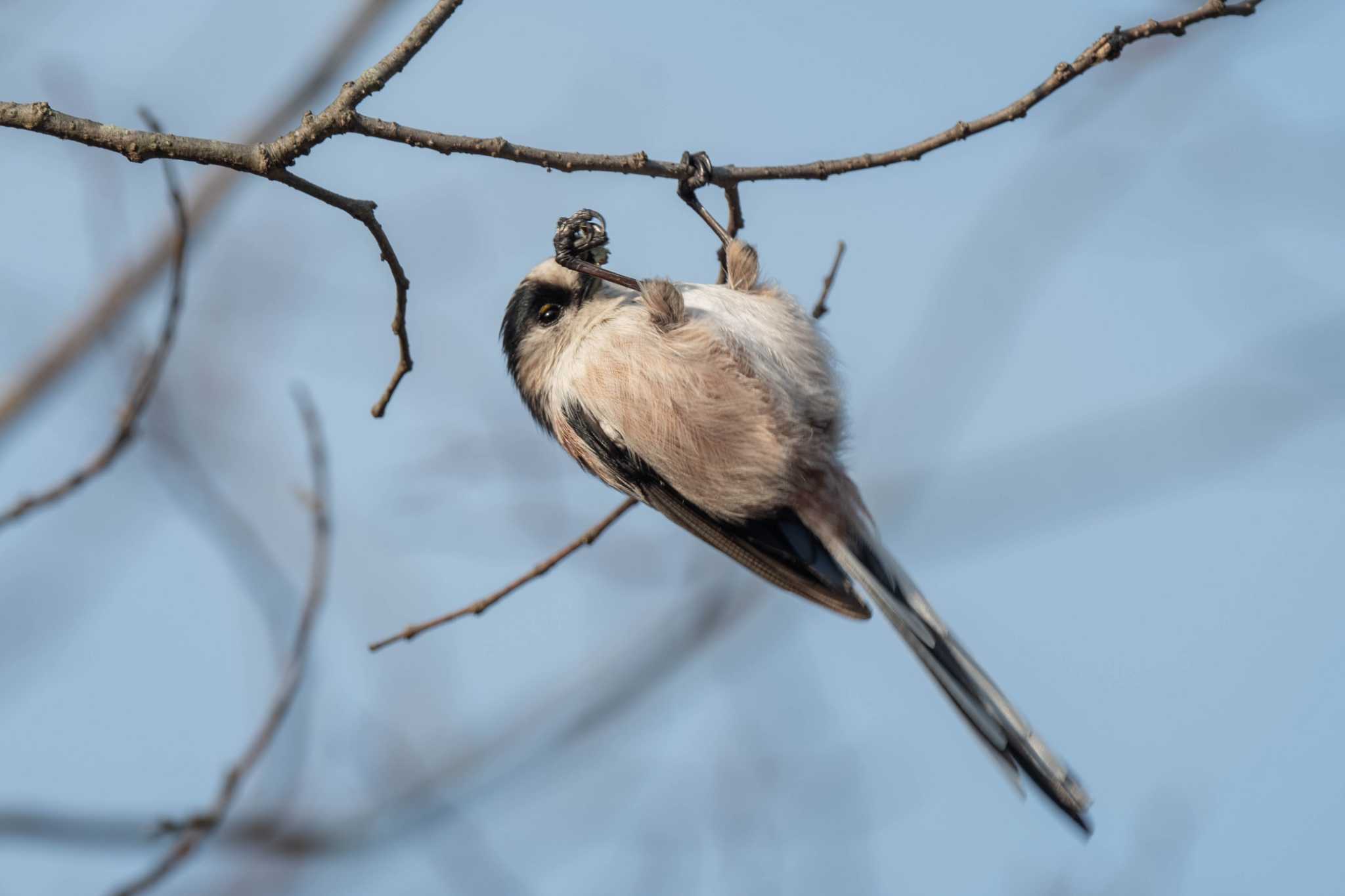 Photo of Long-tailed Tit at Nara Park by veritas_vita