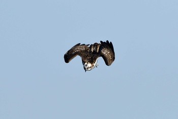 Osprey Unknown Spots Mon, 11/16/2020