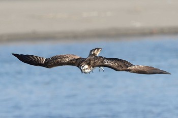 Osprey Unknown Spots Mon, 11/16/2020