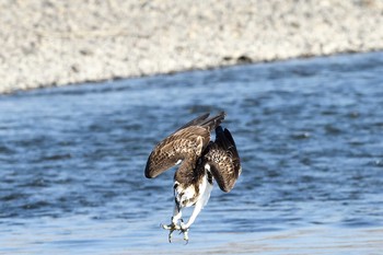 Osprey Unknown Spots Mon, 11/16/2020