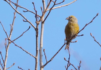 Red Crossbill 西湖 Sun, 11/15/2020