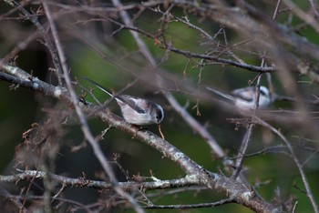 Long-tailed Tit Unknown Spots Fri, 10/7/2016