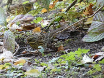 2020年11月15日(日) 京都府立植物園の野鳥観察記録