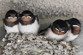 Barn Swallow 油山市民の森 Sun, 6/21/2020