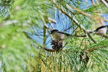 Long-tailed Tit 油山市民の森 Sun, 11/8/2020