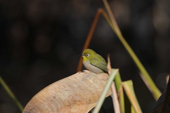 メジロ 東京大学附属植物園 2016年2月7日(日)