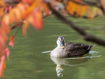 2020年11月8日(日) 六義園の野鳥観察記録