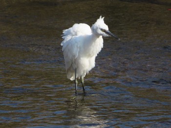 Little Egret 柏尾川 Tue, 11/17/2020