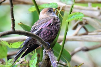 Asian Rosy Finch 伊豆諸島北部 Tue, 11/17/2020