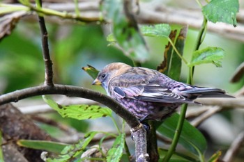 Asian Rosy Finch 伊豆諸島北部 Tue, 11/17/2020