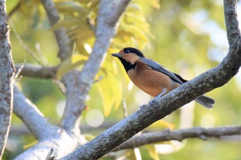 Varied Tit 伊豆諸島北部 Tue, 11/17/2020