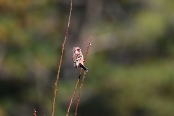 2020年11月14日(土) 長野県の野鳥観察記録