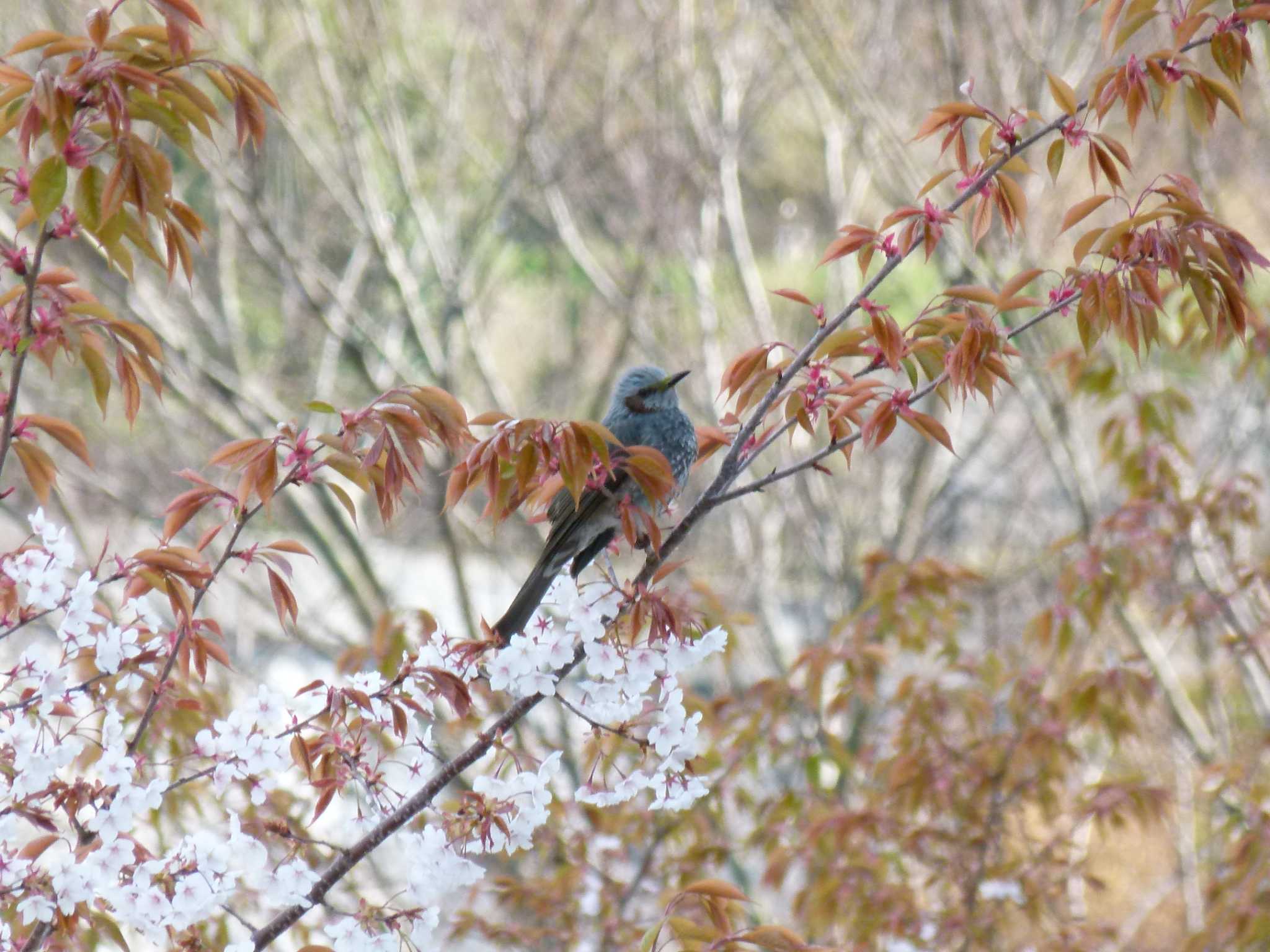  ヒヨドリの写真 by iu