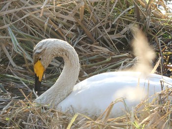 2020年11月17日(火) 長都沼(千歳市)の野鳥観察記録