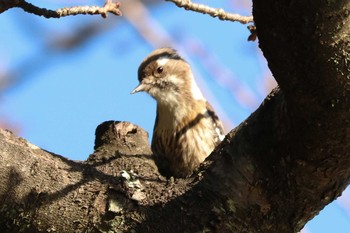 2020年10月21日(水) 三ツ池公園(横浜市鶴見区)の野鳥観察記録