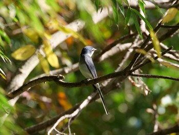 Ryukyu Minivet 兵庫県神戸市西区 Sun, 11/15/2020