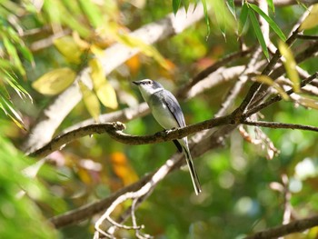 Sun, 11/15/2020 Birding report at 兵庫県神戸市西区