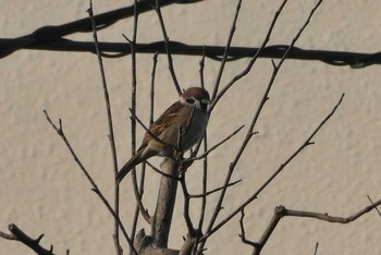 Eurasian Tree Sparrow 東京都北区 Tue, 11/17/2020
