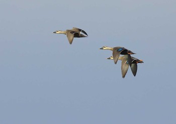 Eastern Spot-billed Duck 愛知県 Sun, 11/15/2020