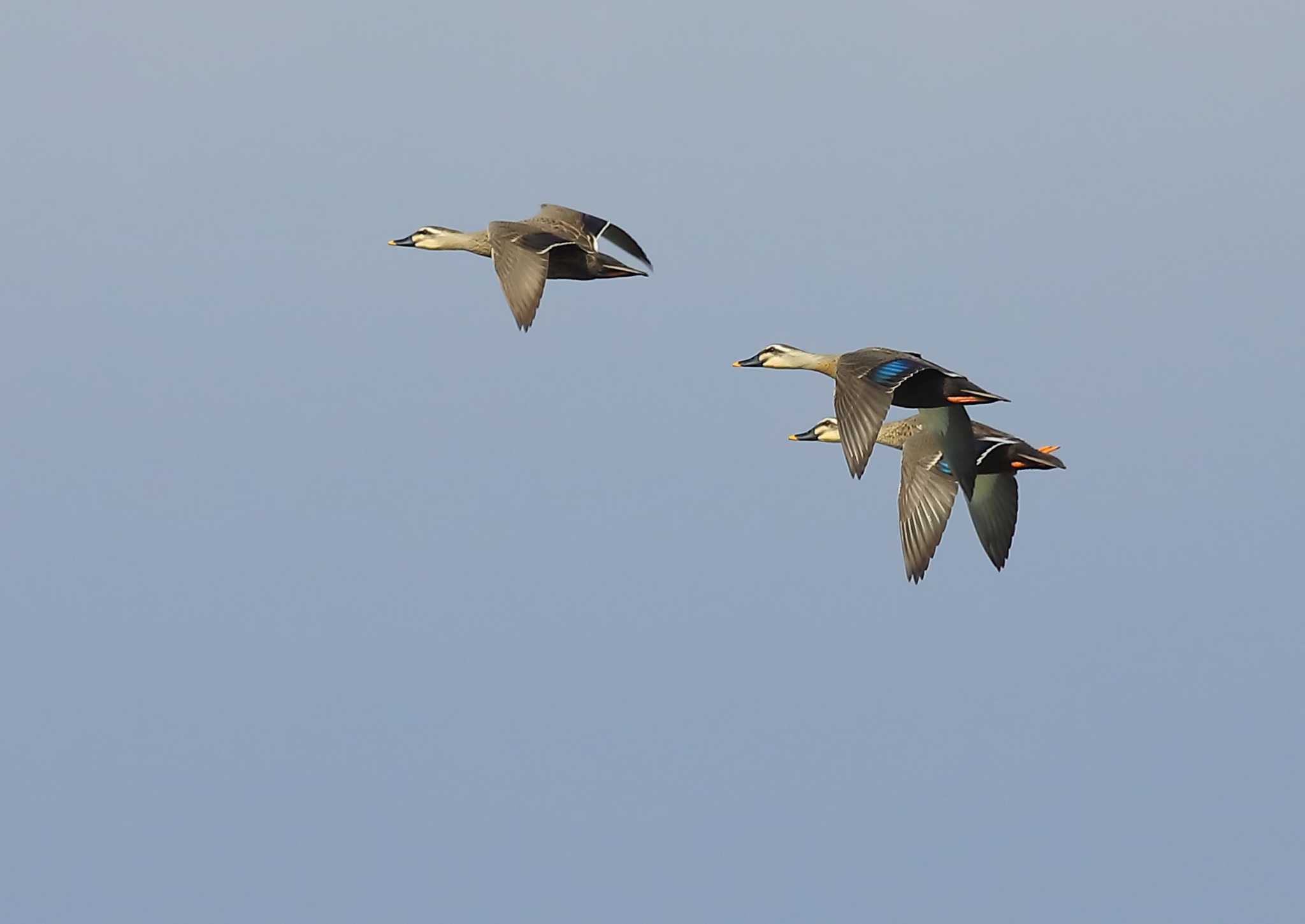 Photo of Eastern Spot-billed Duck at 愛知県 by ma-★kun