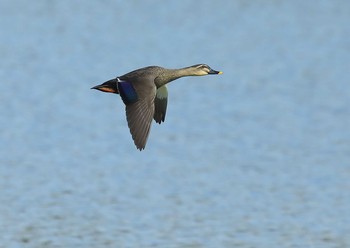 Eastern Spot-billed Duck 愛知県 Sun, 11/15/2020