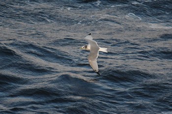 2020年11月14日(土) 大洗-苫小牧航路の野鳥観察記録