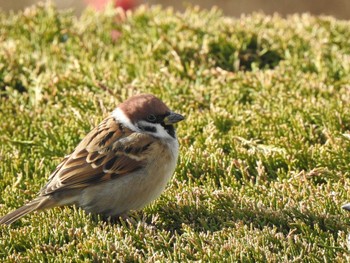 Eurasian Tree Sparrow 十勝地方 Tue, 11/17/2020