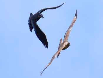 ノスリ 東京港野鳥公園 2020年10月24日(土)