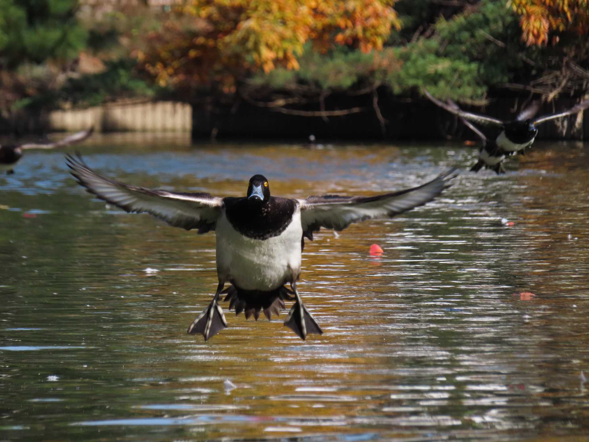 大池親水公園 キンクロハジロの写真