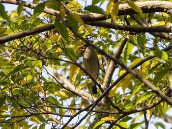 2020年11月15日(日) 東京大学附属植物園の野鳥観察記録