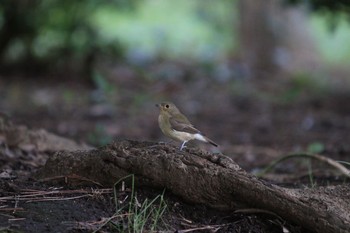 キビタキ 池淵史跡公園 2016年10月9日(日)