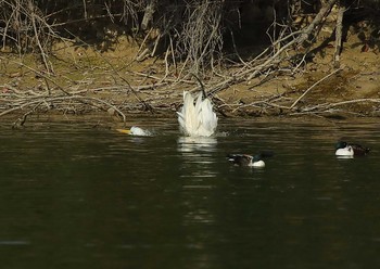 Great Egret 愛知県 Sun, 11/15/2020