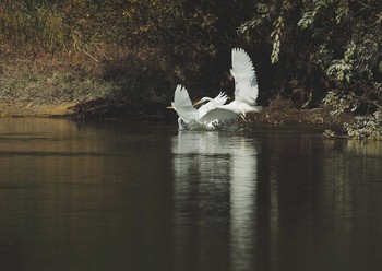 Great Egret 愛知県 Sun, 11/15/2020