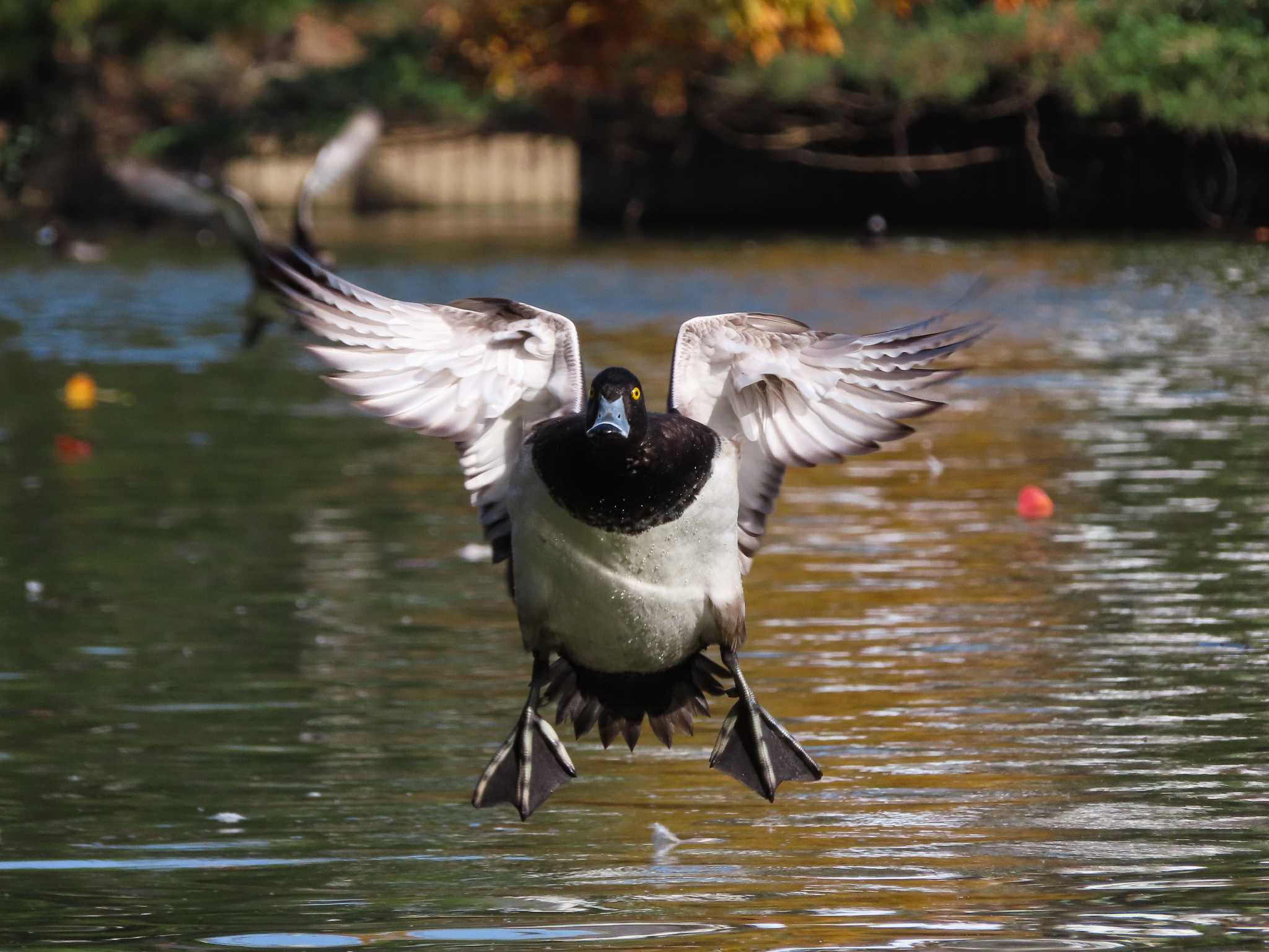 大池親水公園 キンクロハジロの写真 by kou