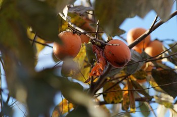 Warbling White-eye 伏見稲荷 Sun, 11/15/2020