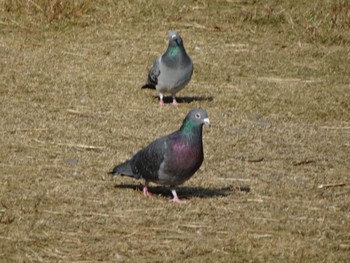 2020年11月18日(水) 浅川 (八王子)の野鳥観察記録